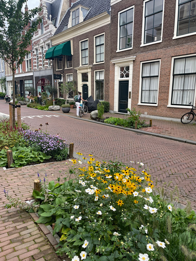 Flower beds in Jansstraat Haarlem