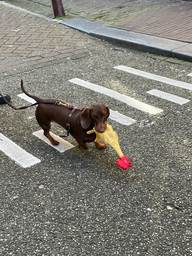 Dachshund in Amsterdam