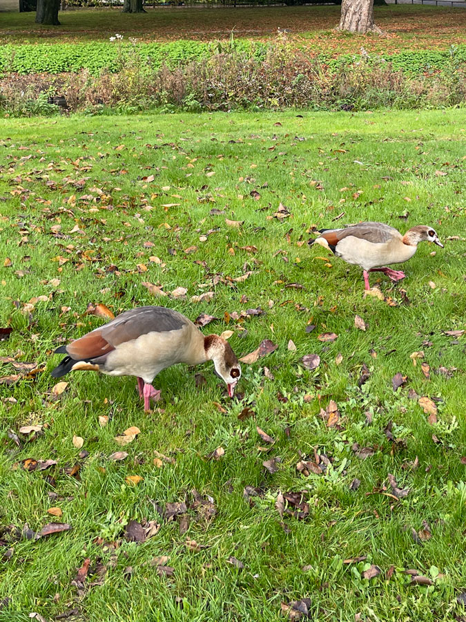 Geese in the park