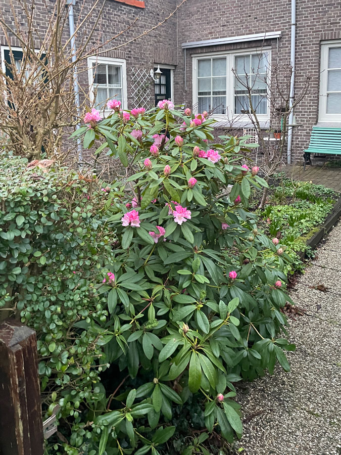 Rhododendron starting to bloom at the end of February