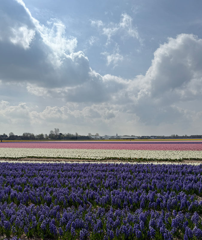 Field with flowers