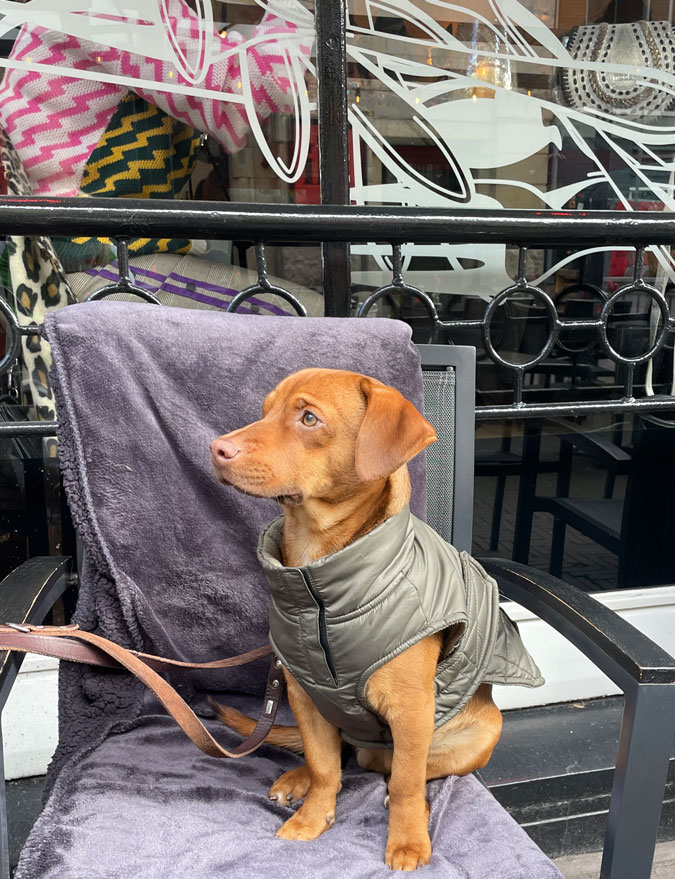 Sweet doggie at restaurant LEUK The Hague