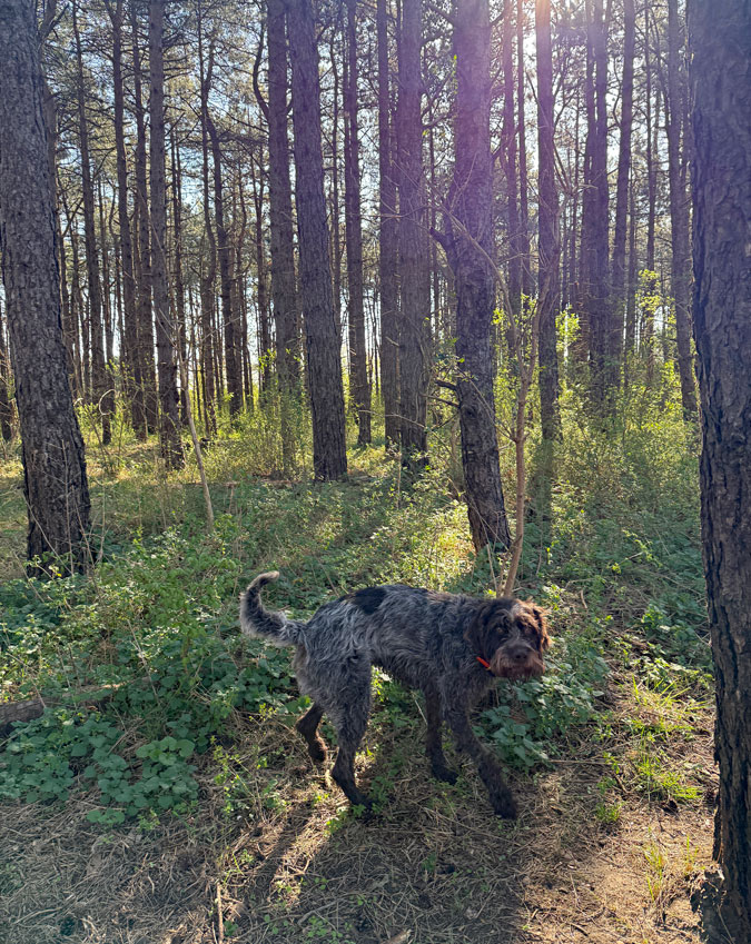 Watson on his morning walk
