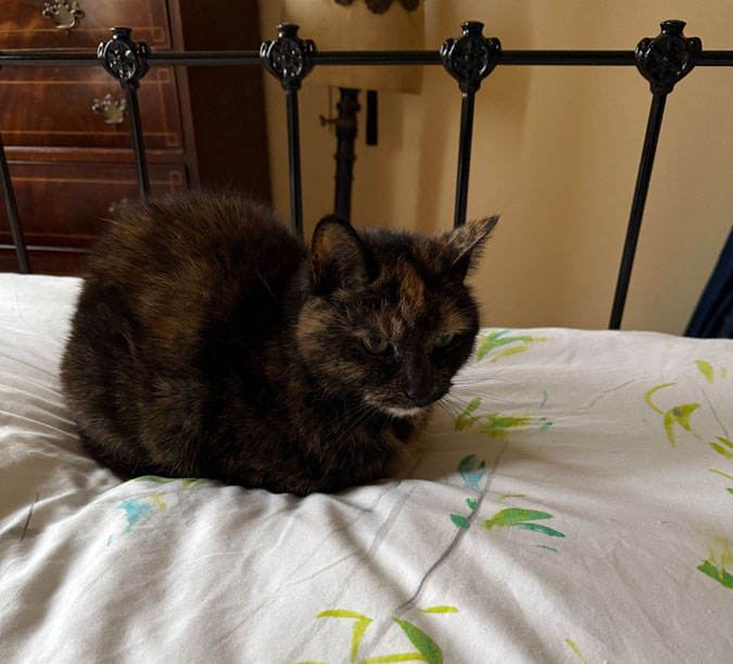 Cat Sophie on the bed