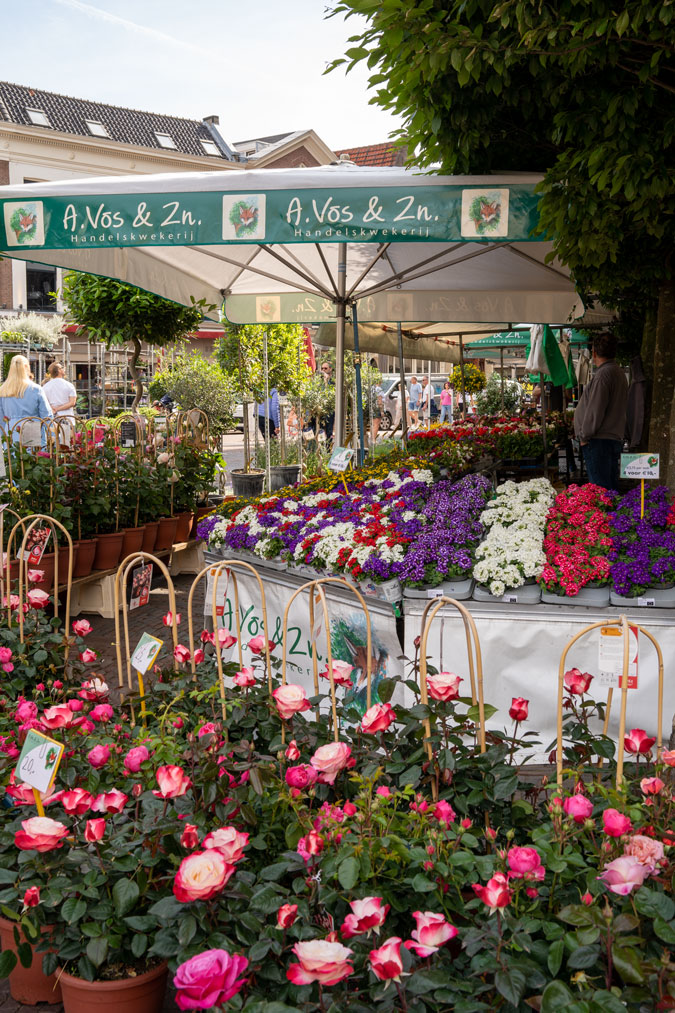 Plants at the market