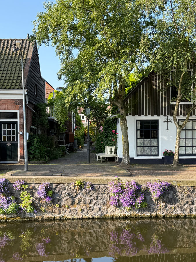 Flowers growing against the stone of a canal embankment