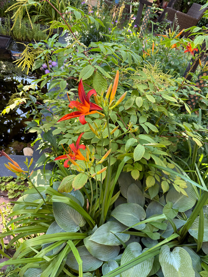 Orange flowers in the garden