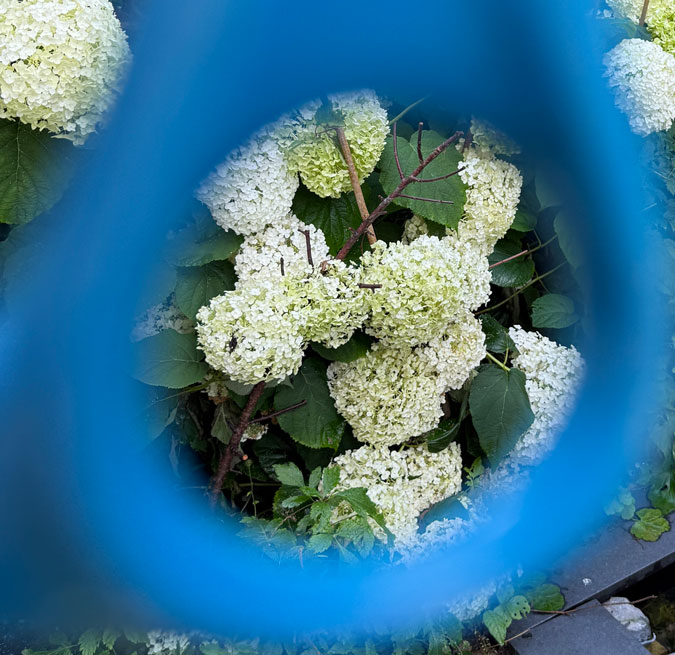Photo assignment circles Hydrangea through scissors