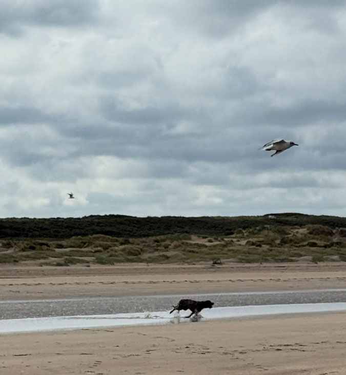 Dog Watson chasing a seagull at the beach