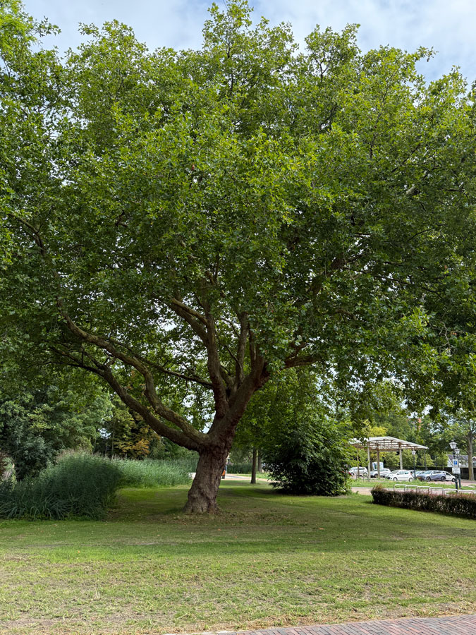 Big old tree in Zoetermeer