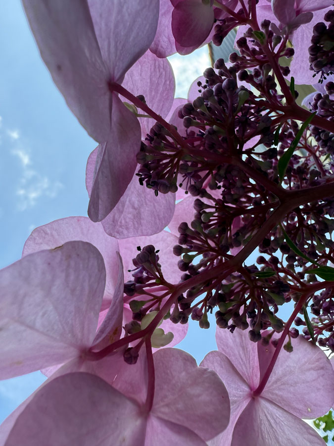 Flowers taken from below