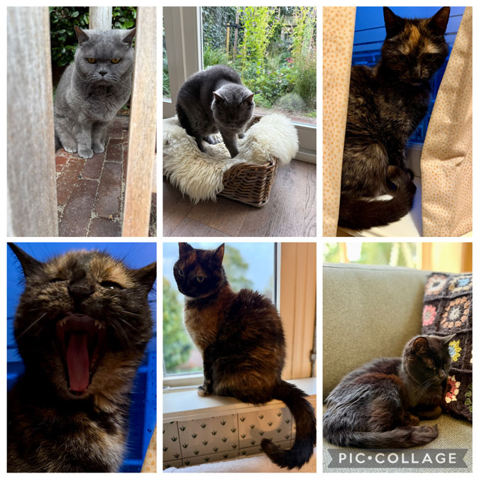 Photo assignment Series collage Cats