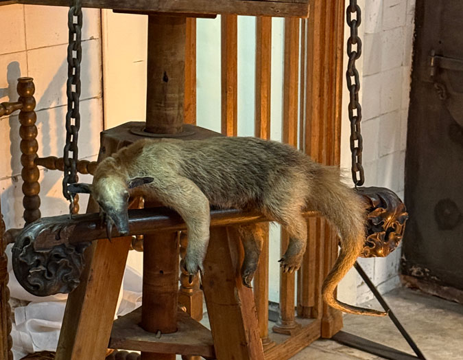 Baroque taxidermy art at Art Zoo Museum Amsterdam