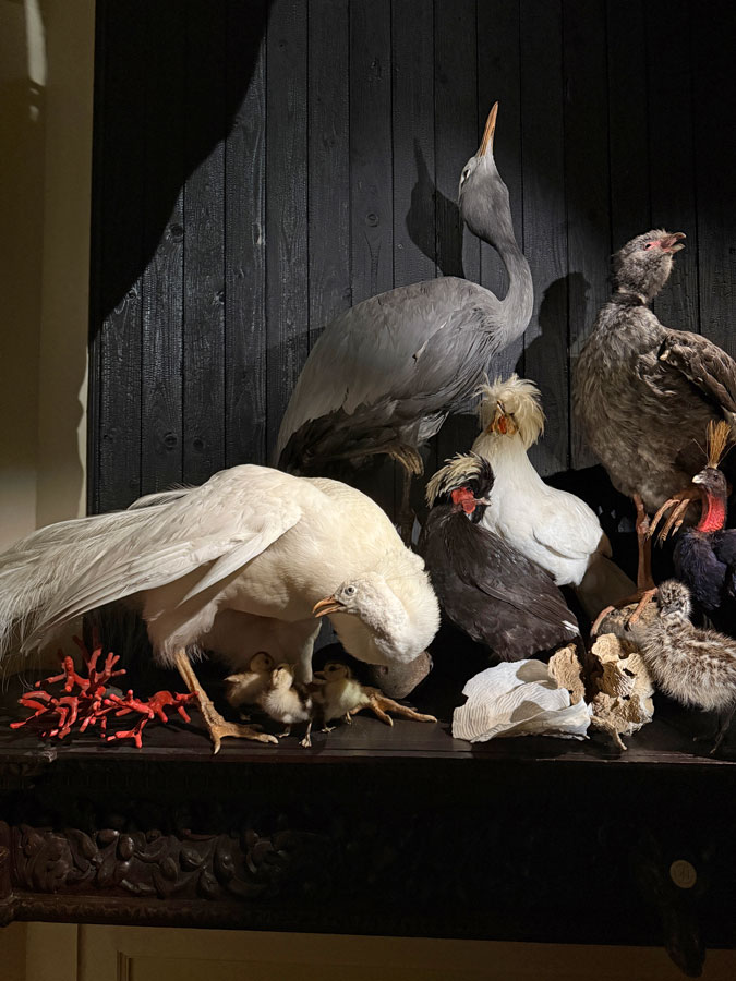 Baroque taxidermy art at Art Zoo Museum Amsterdam