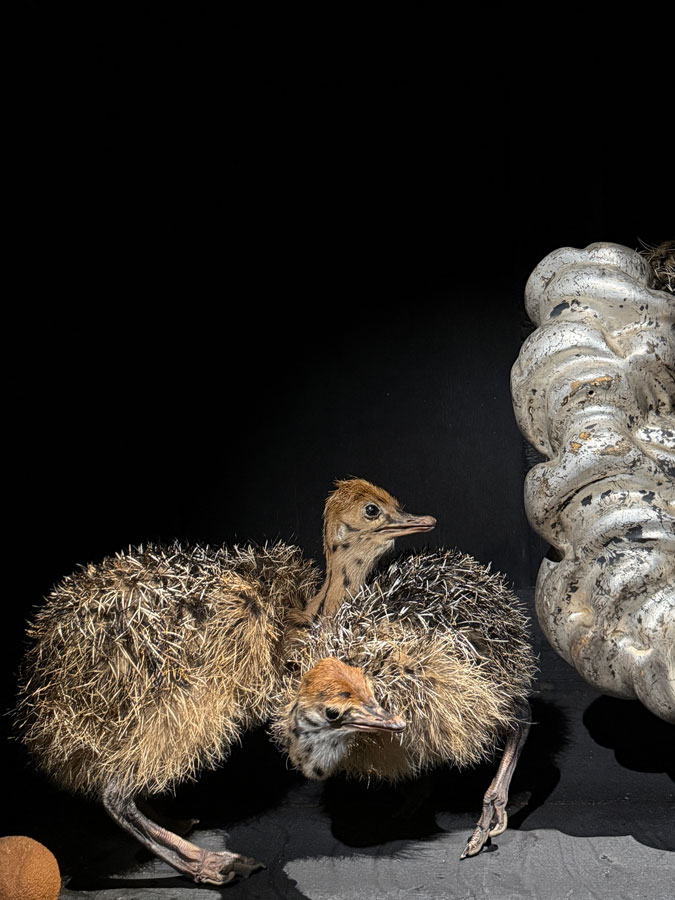 Baroque taxidermy art at Art Zoo Museum Amsterdam