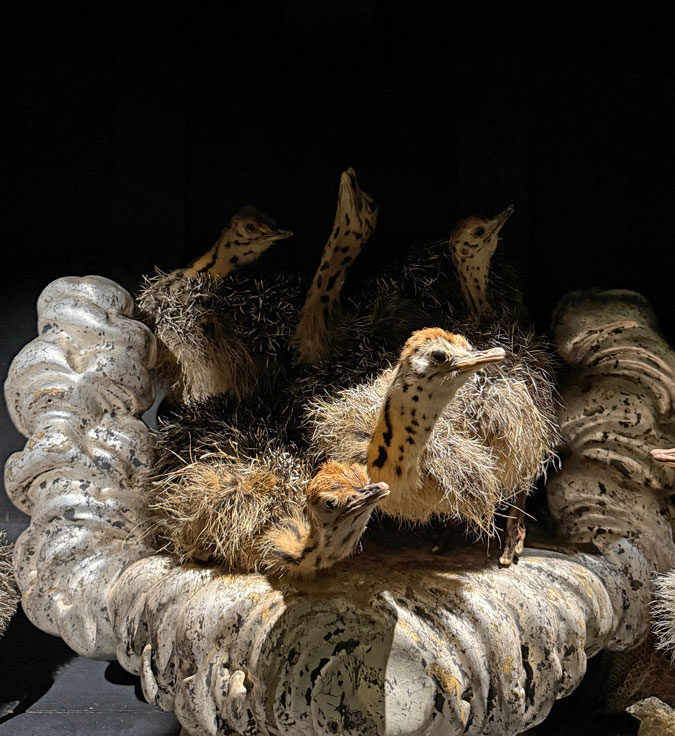 Baroque taxidermy art at Art Zoo Museum Amsterdam