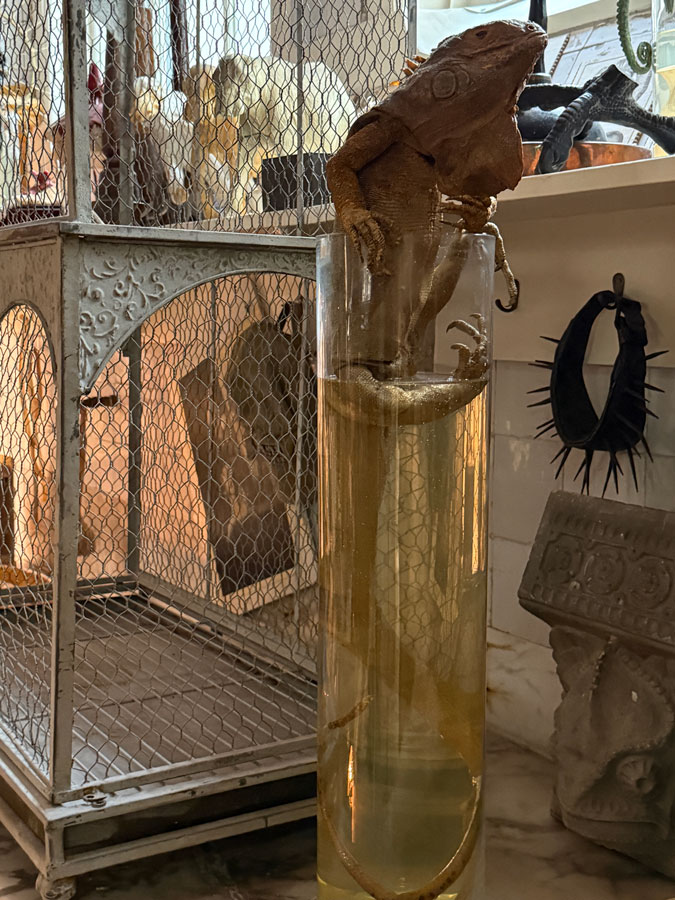 Baroque taxidermy art at Art Zoo Museum Amsterdam