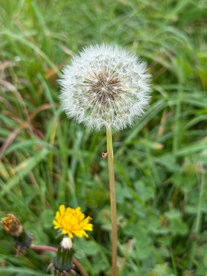 dandelion