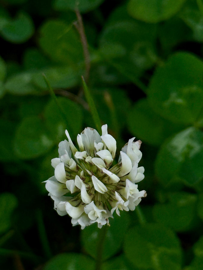 White clover