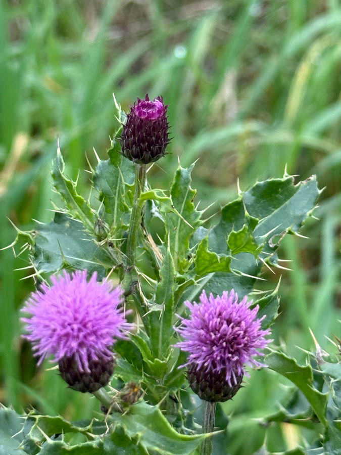 Thistle