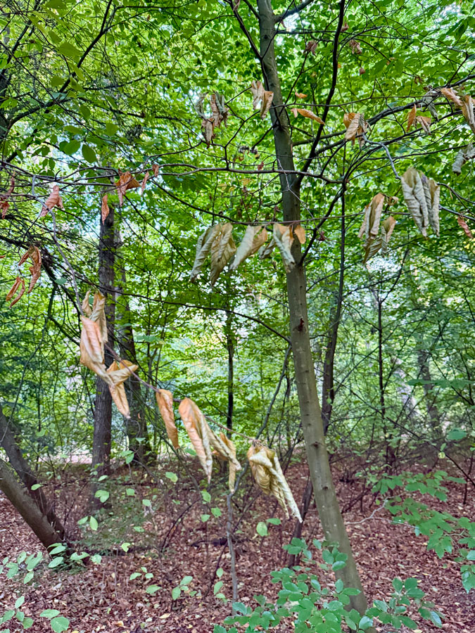 Photo assignment Series: Autumn trees