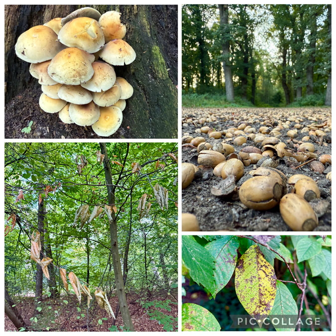 Photo assignment Series: Collage Autumn 1