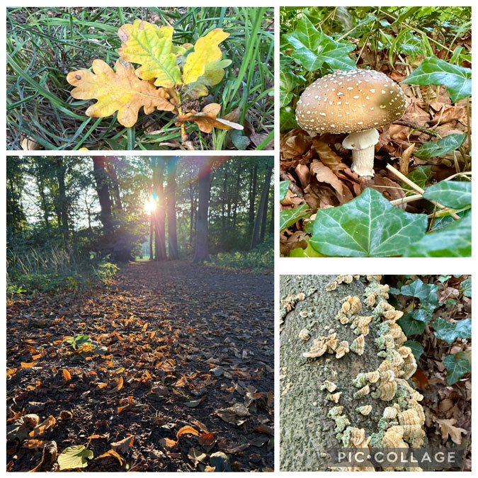 Photo assignment Series: Collage Autumn 1