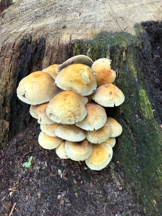 Photo assignment Series: autumn mushrooms