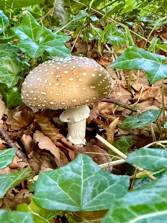 Photo assignment Series: brown mushroom