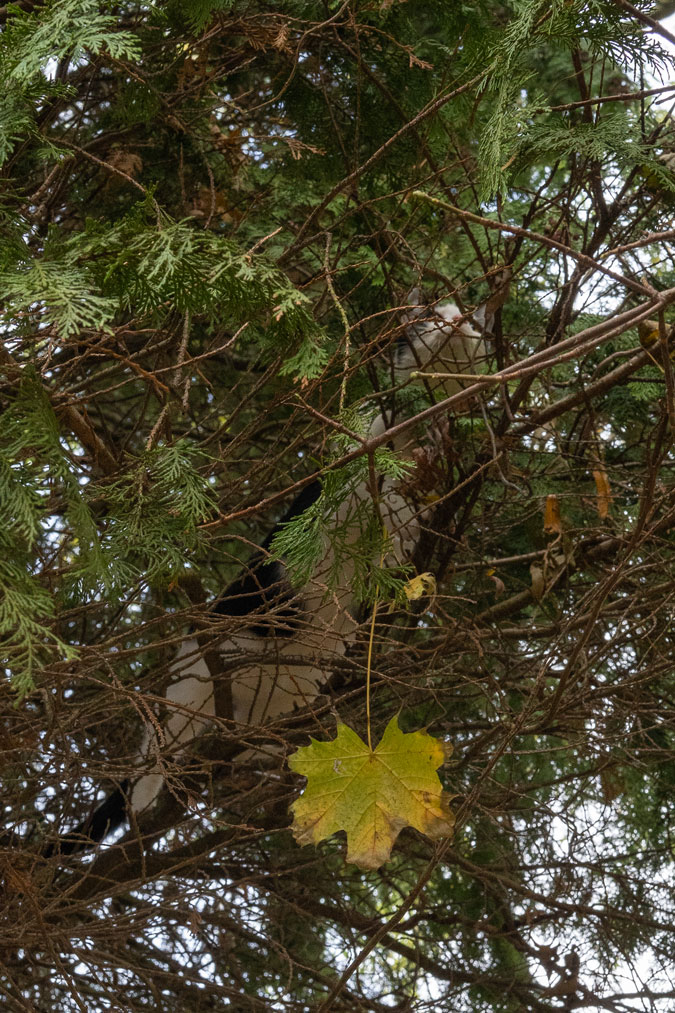 Cat in tree
