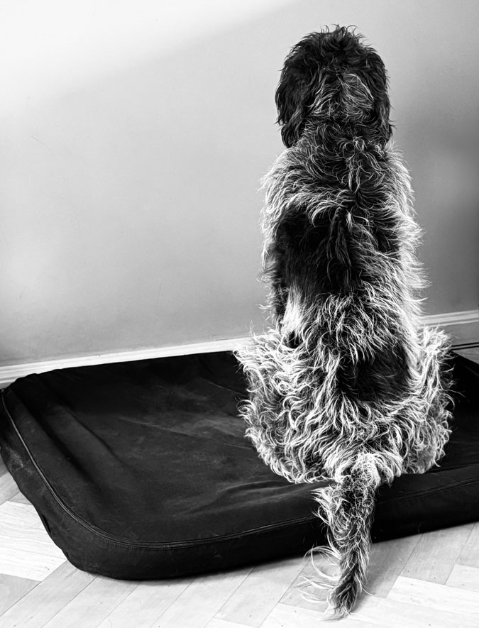 Watson staring at the wall