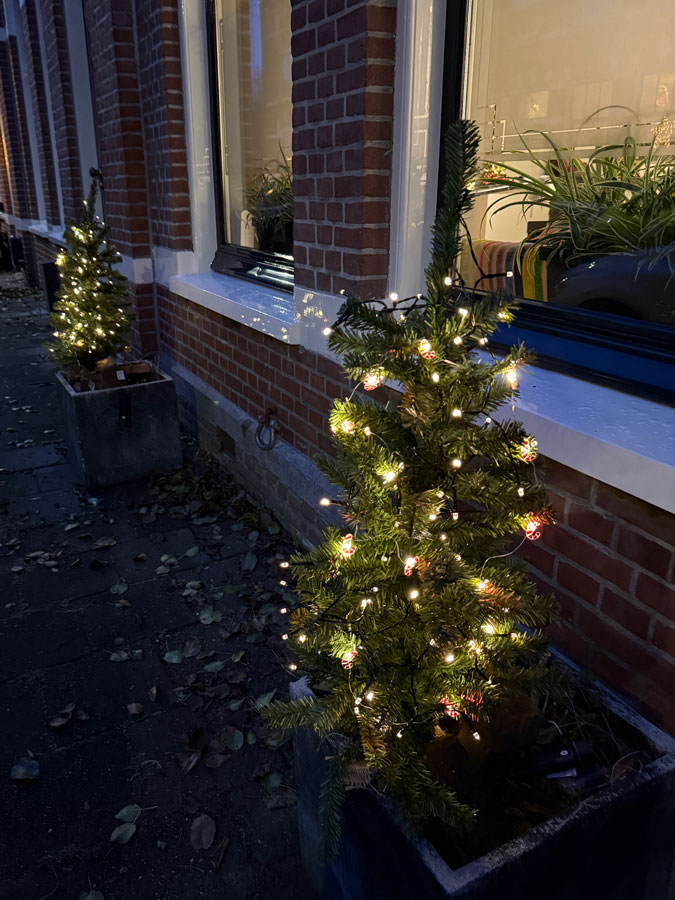 Little Christmas trees